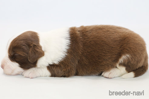 成約済の神奈川県のボーダーコリー-359950の6枚目